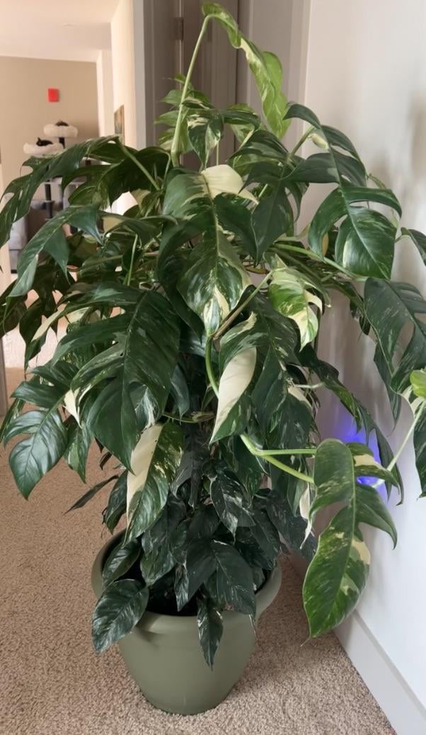 variegated albo pothos Albo Pothos Epipremnum pinnatum 'Variegata Pothos Cutting or Starter – Rooting 4 Joy