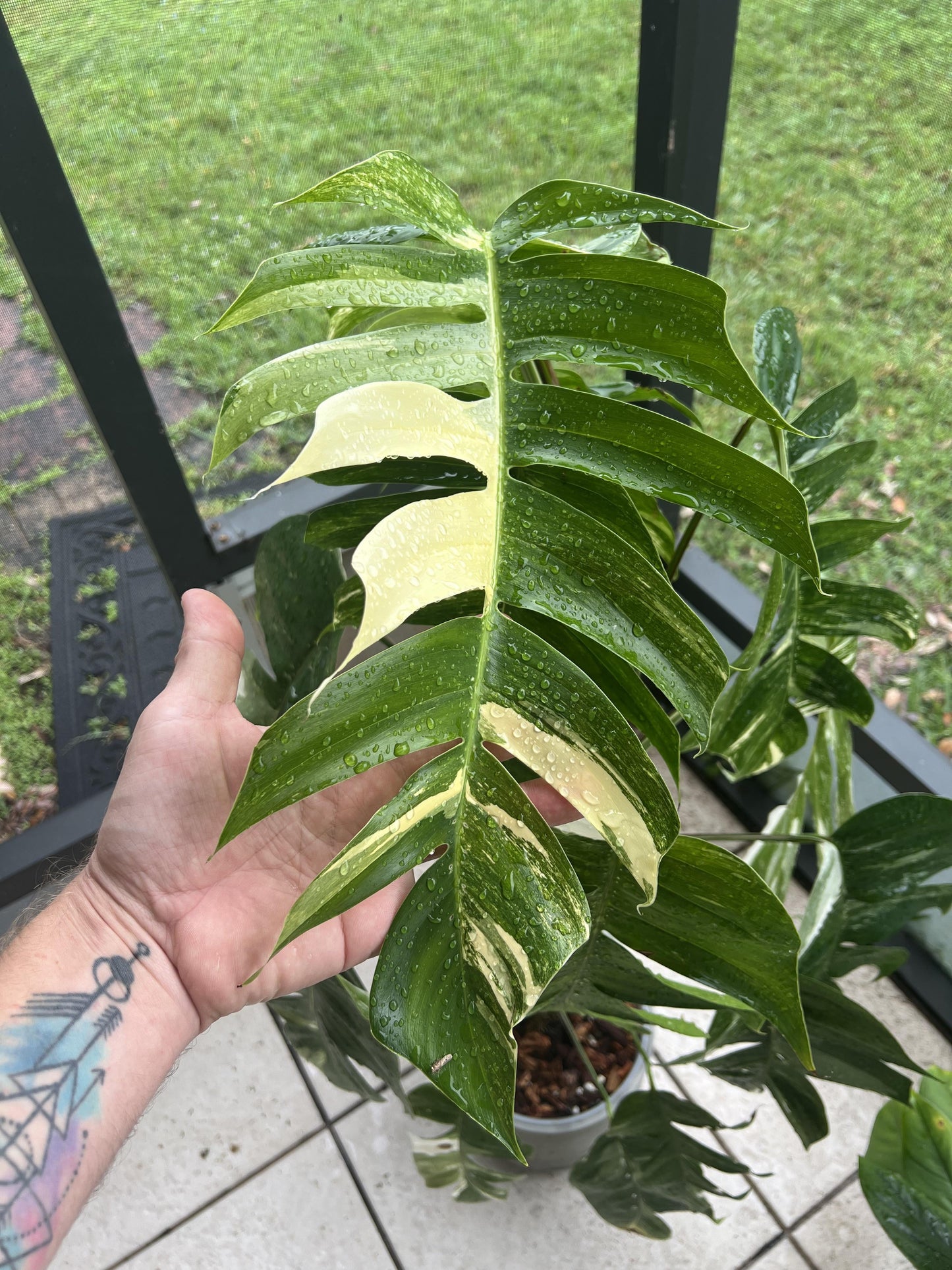 dragon tail pothos Albo Pothos Epipremnum pinnatum 'Variegata Pothos Cutting or Starter – Rooting 4 Joy