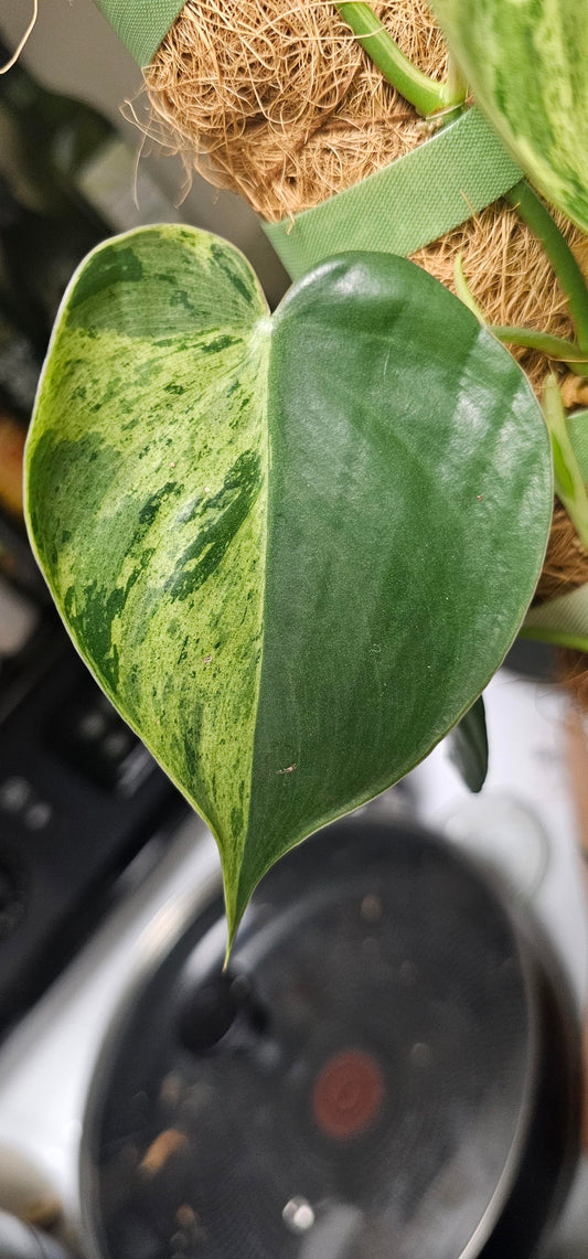 Exotic Variegated Philodendron – Rare Collector’s Vine for Home Decor - Cuttings or Rooted Starters