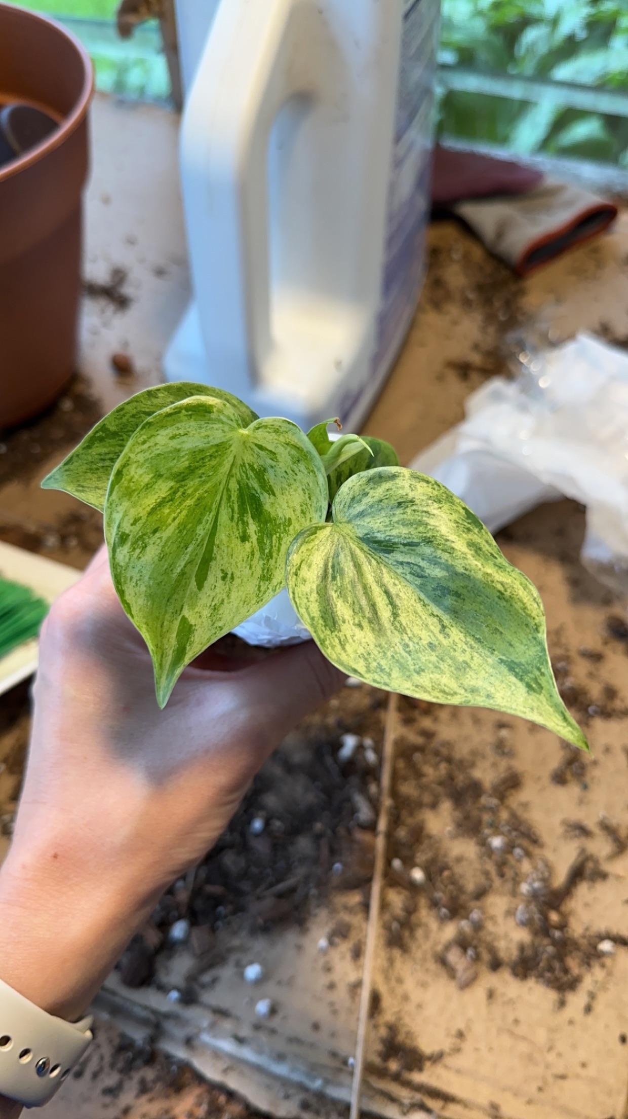 Exotic Variegated Philodendron – Rare Collector’s Vine for Home Decor - Cuttings or Rooted Starters