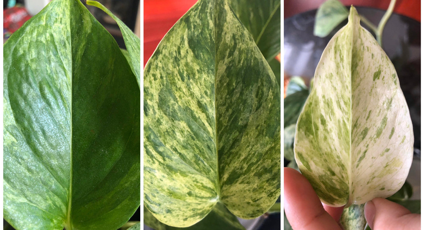 Marble Queen Plant Node Cuttings, Houseplant Cuttings Bright Variegated Pothos Leaves with easy care