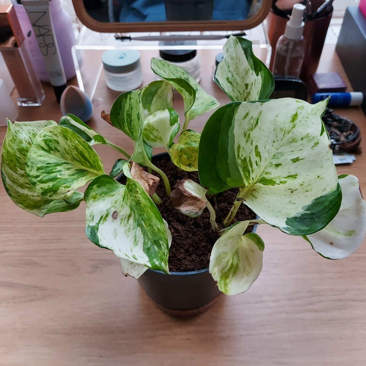 Manjula Pothos Plant Best White Variegated Pothos Plants Best Rare Pathos Plant