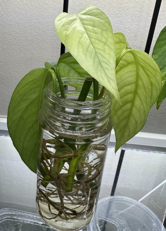 Cebu Blue Pothos Plant Node Cuttings, Houseplant Cuttings Tropical Shiny Blue