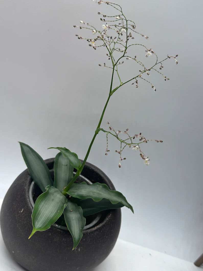 Murdannia loriformis Bright Star Creeping Inch Plant Jewel Cuttings or Rooted Stem Starters