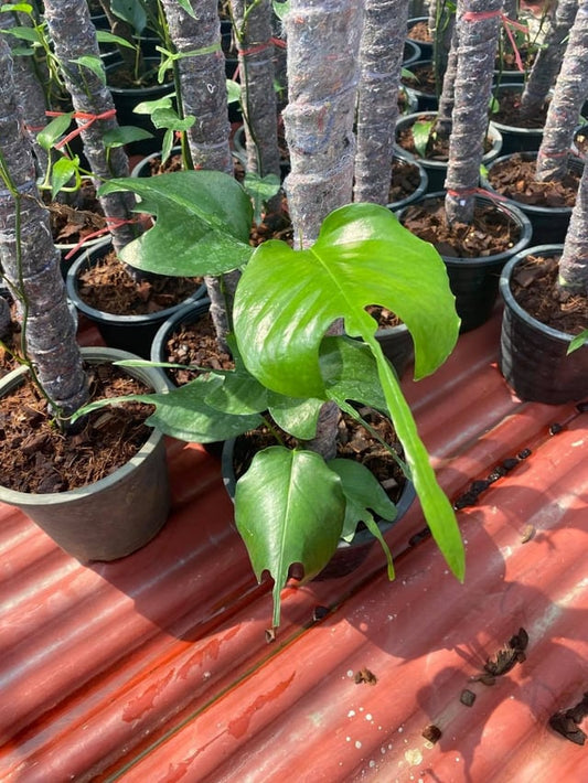 Skeleton Key Pothos Plant Node Cuttings, Rare Uncommon Houseplant Cuttings, Skeleton Key Pothos Collectors House-Plant