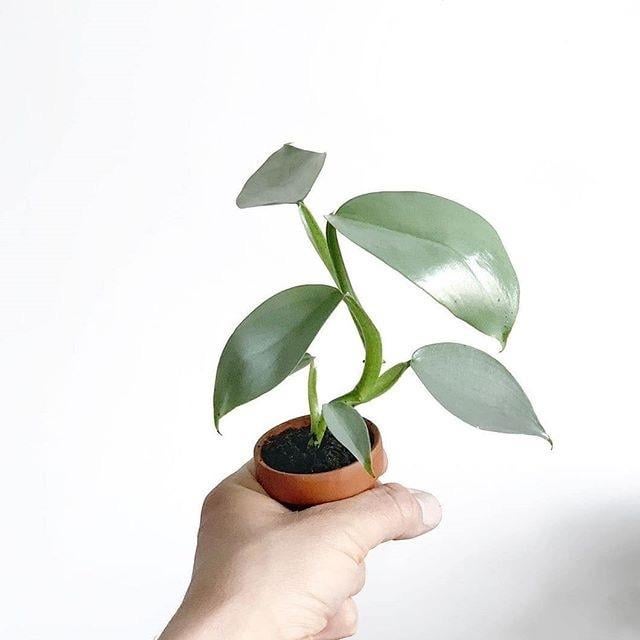 Philodendron hastatum Silver Sword - Slivery Shine Houseplant Cuttings or rooted starters