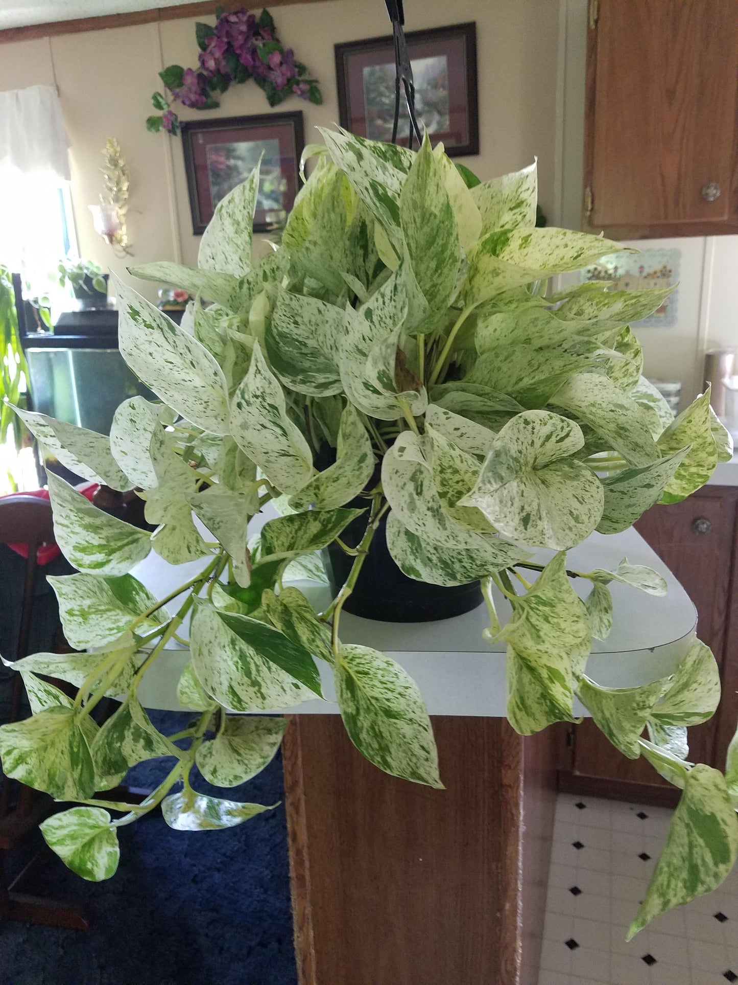 Marble Queen Plant Node Cuttings, Houseplant Cuttings Bright Variegated Pothos Leaves with easy care