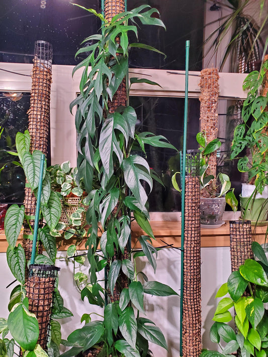 Baltic Blue Pothos Plant Node Cuttings, Tropical Houseplant Cuttings,  Baltic Blue Pothos Collectors , Climber Vine Plant Cutting