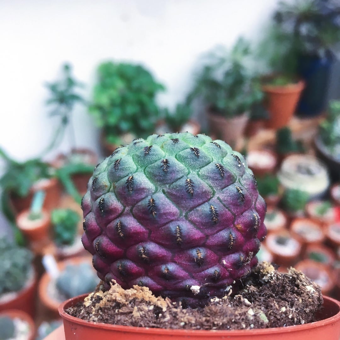 Rare Sulcorebutia rauschii | Purple Gem Cactus | Easy Care Desert Plant