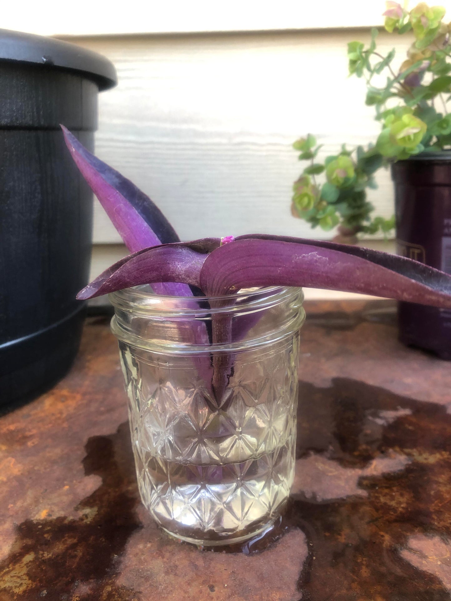 Purple Heart Wandering Jew Inch Plant Cuttings/Clippings or Unrooted Jewel