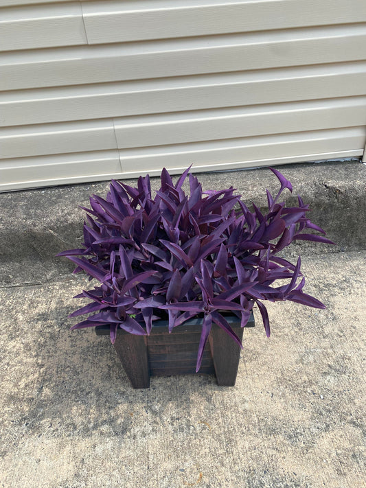 Purple Heart Wandering Jew Inch Plant Cuttings/Clippings or Unrooted Jewel