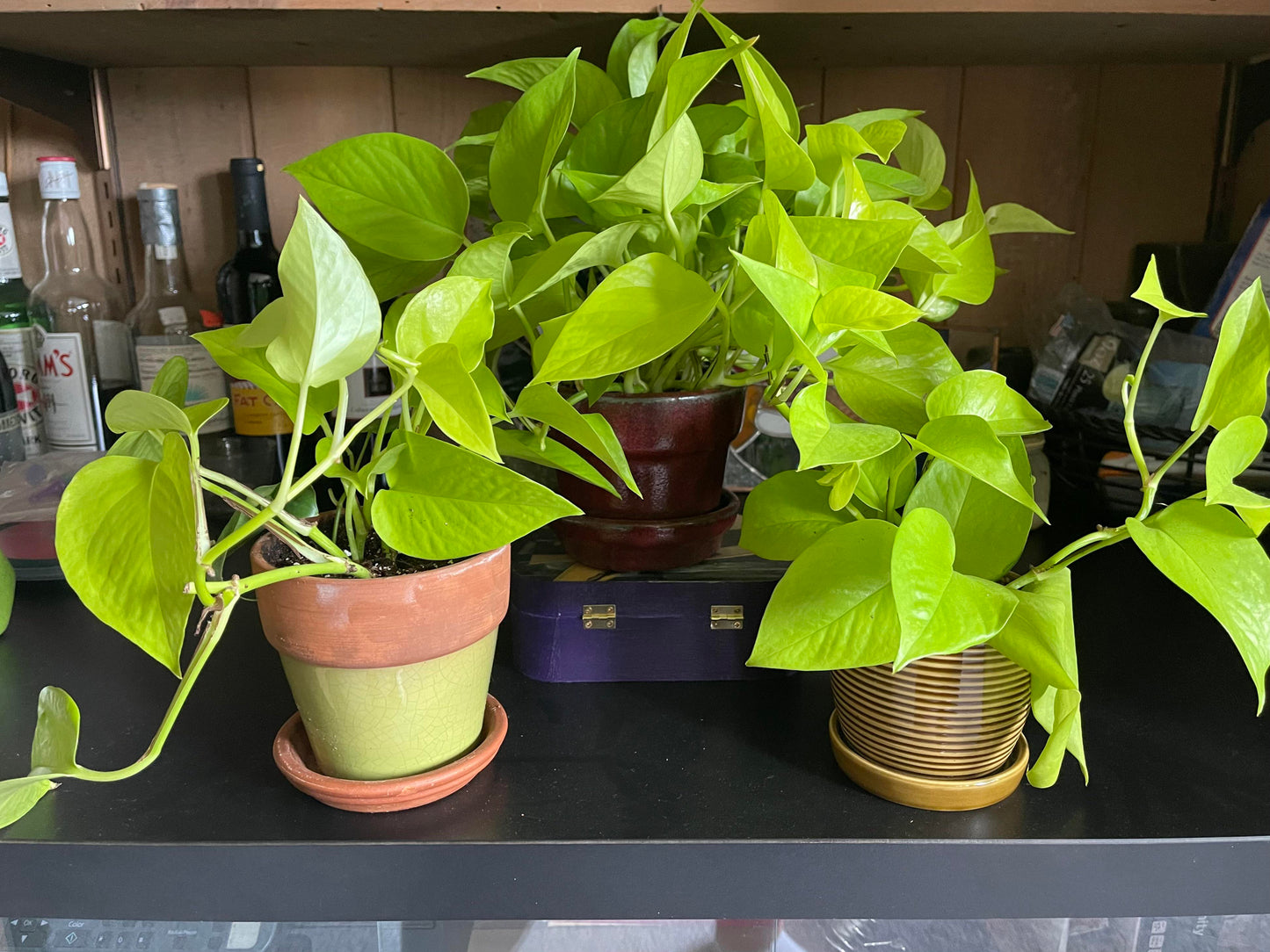 Neon Pothos Epipremnum aureum 'Neon' Bright Yellow Plant Cuttings or Rooted Starter Houseplant