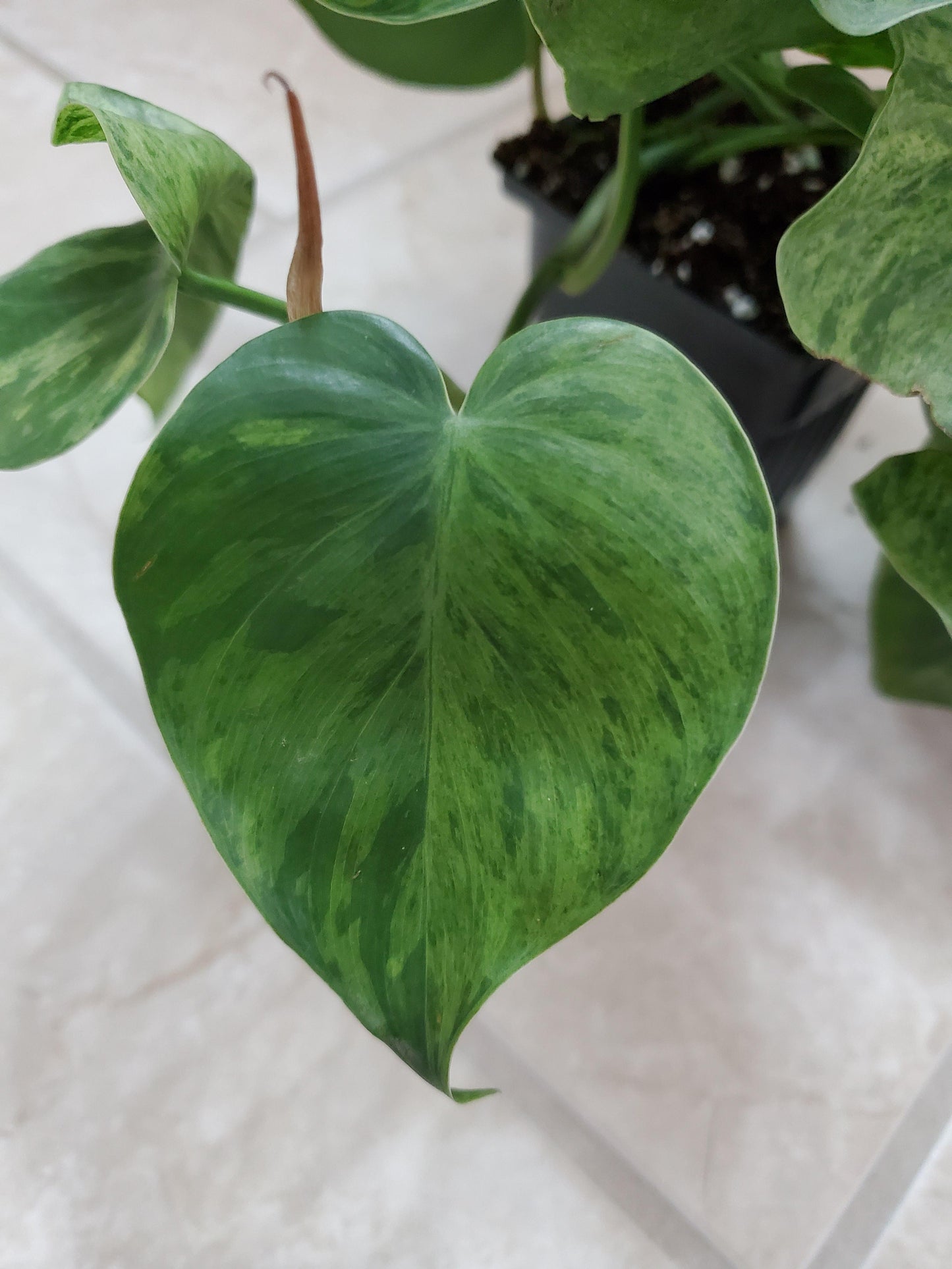 Exotic Variegated Philodendron – Rare Collector’s Vine for Home Decor - Cuttings or Rooted Starters