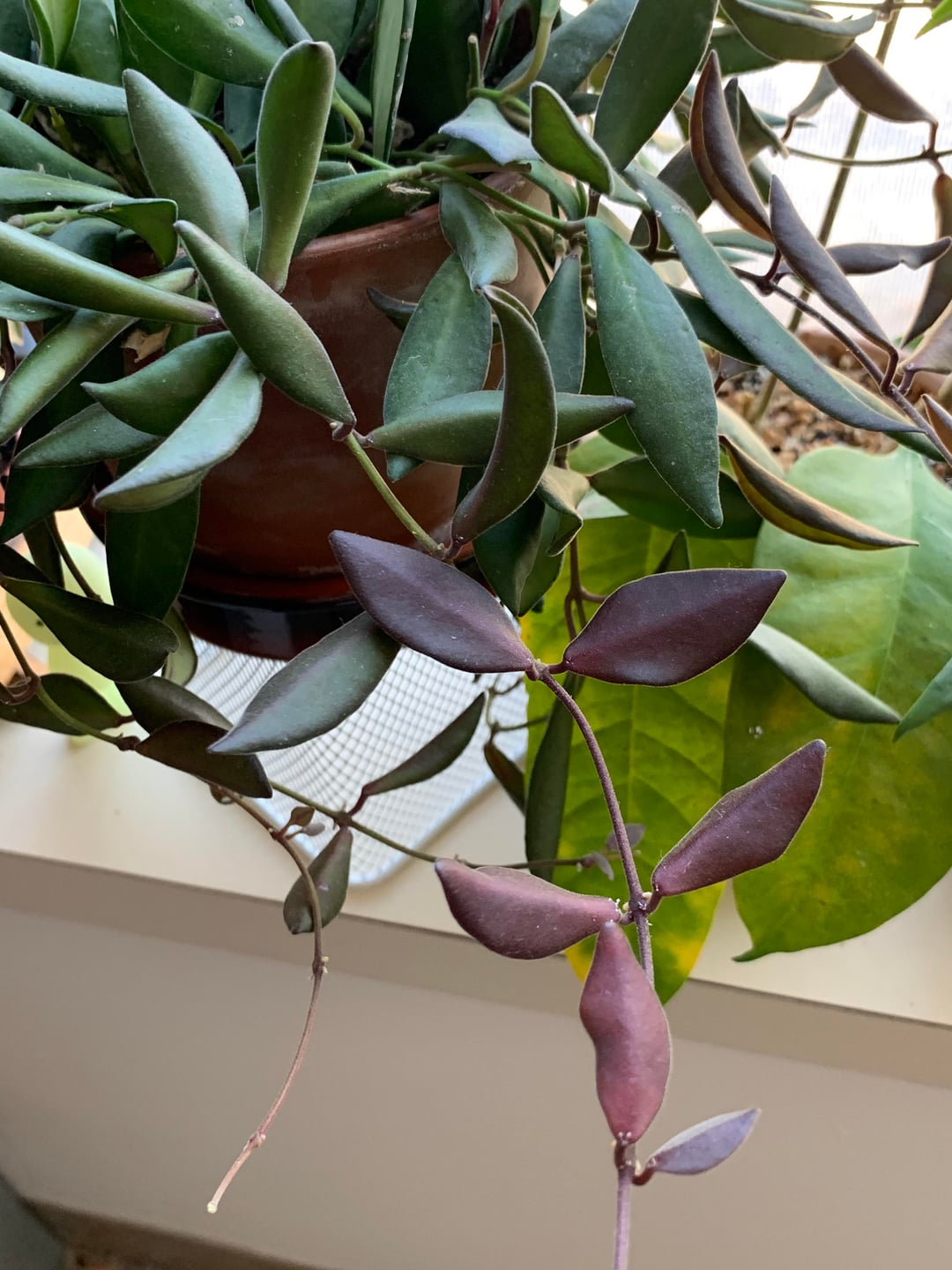 Hoya sp. aff. Burtoniae Care & Guide: Rare Velvet-Leaf Hoya with Fragrant Blooms