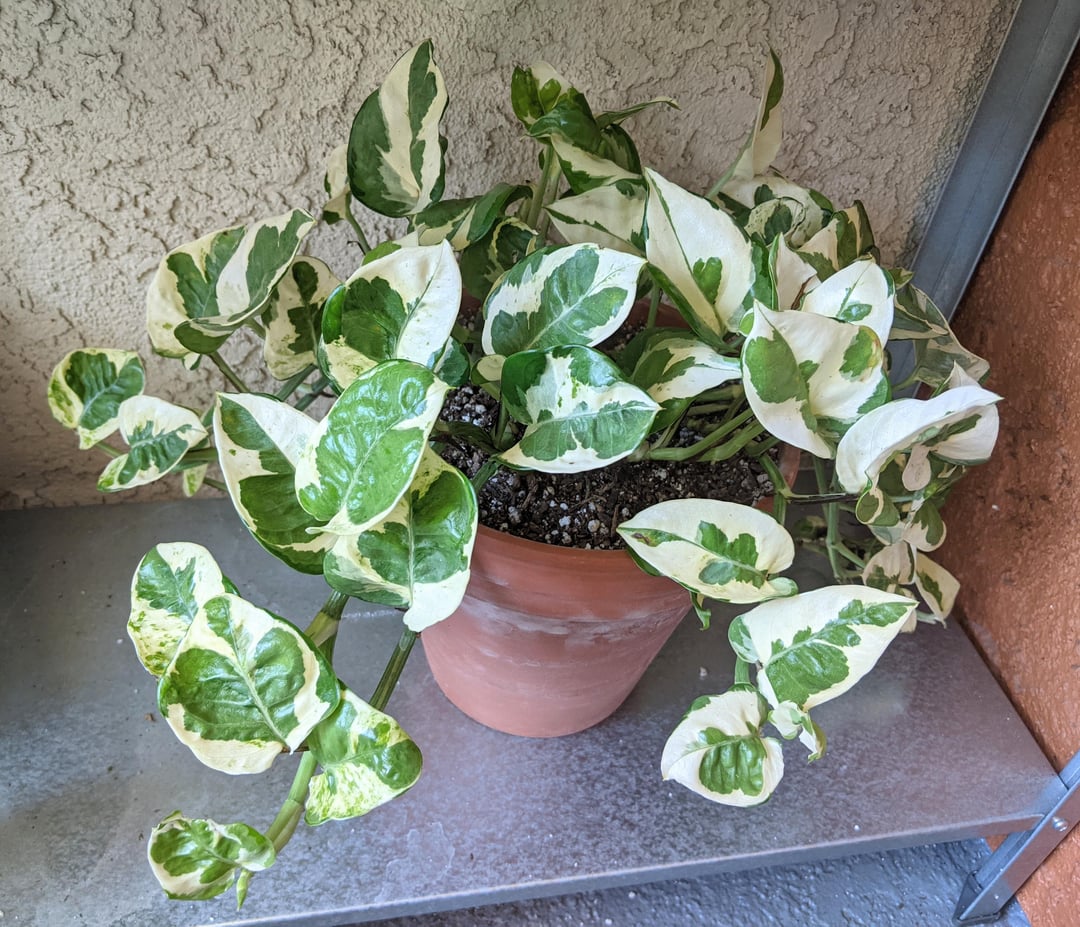 Pothos N’Joy (Epipremnum aureum ‘N’Joy’) Varagatied Uncommn Pothos Indoor Easy Care